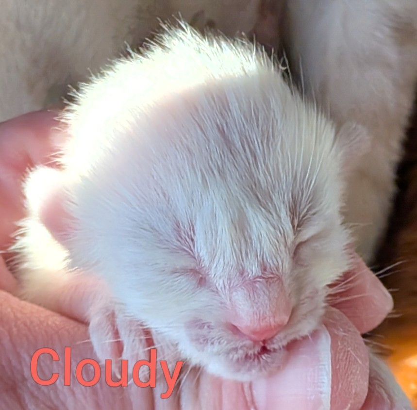 Kitten Face